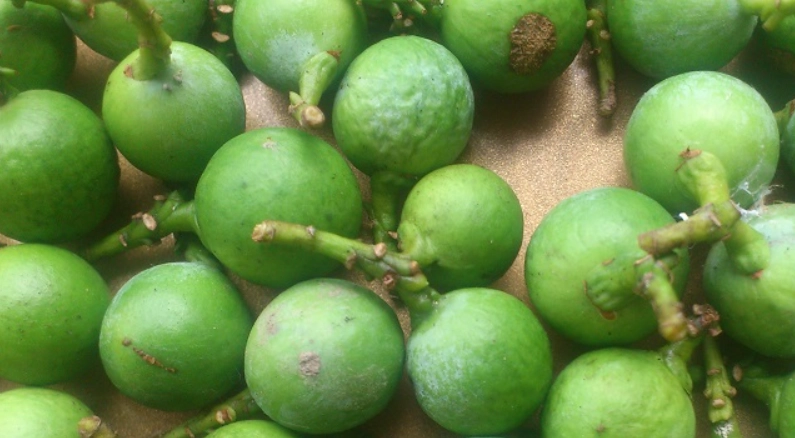 竹柏果實毒性 竹柏果實毒性