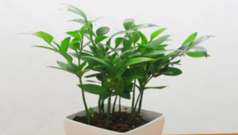 竹柏养护技巧 竹柏养护技巧