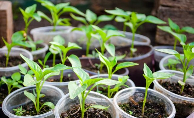 辣椒種子發芽 辣椒種子發芽