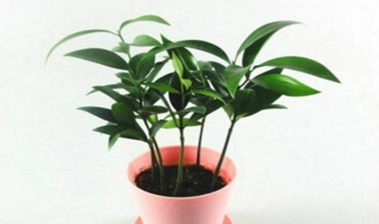 竹柏救治方法 竹柏救治方法