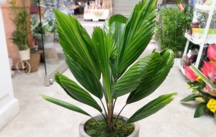 圓扇蒲葵修剪方法