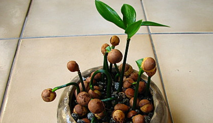 竹柏種子發芽技巧