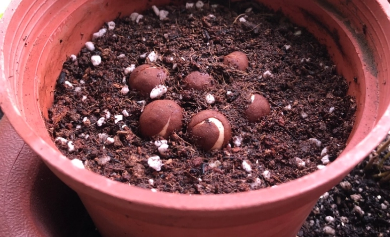 竹柏栽培技巧 竹柏栽培技巧