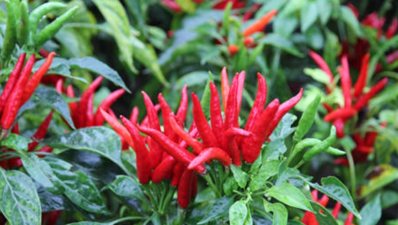 朝天椒辣度 朝天椒辣度