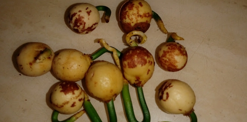 竹柏種子 種植方法