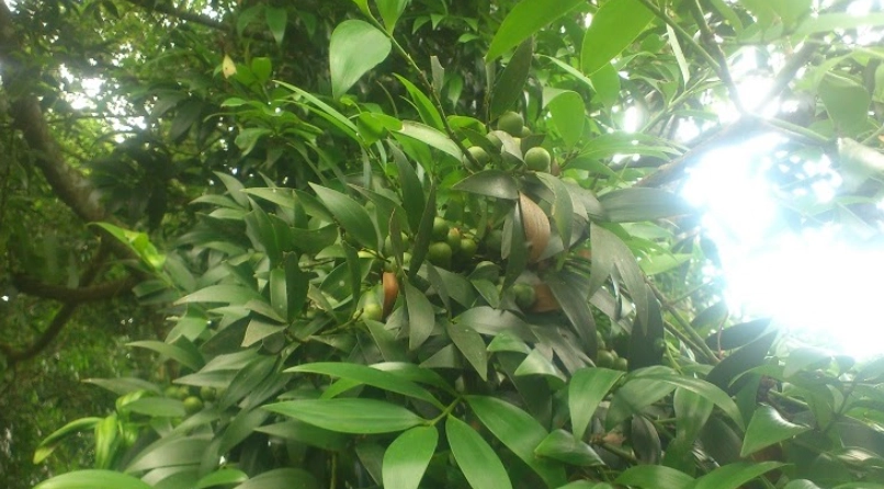 竹柏種子處理方法