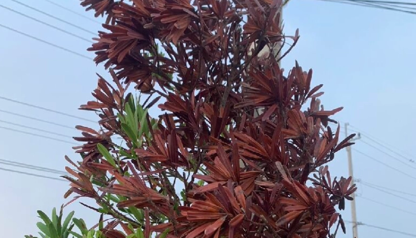 羅漢松葉子變紅原因 羅漢松葉子變紅原因