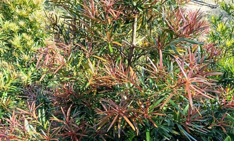 羅漢松葉子變紅處理 羅漢松葉子變紅處理