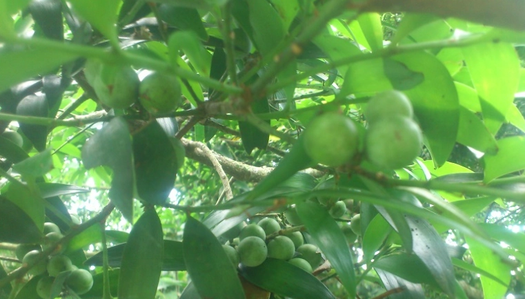 竹柏種子成熟判斷