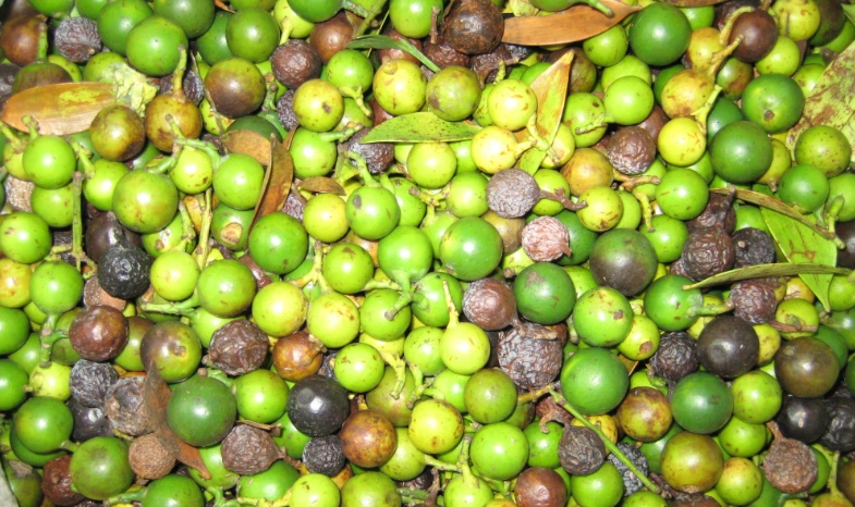 竹柏種子發芽率提升 竹柏種子發芽率提升