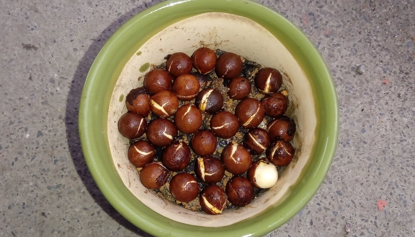 竹柏種子 哪裡買