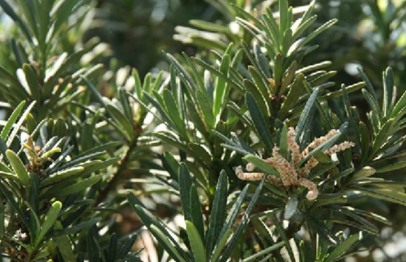 羅漢松病害防治 羅漢松病害防治