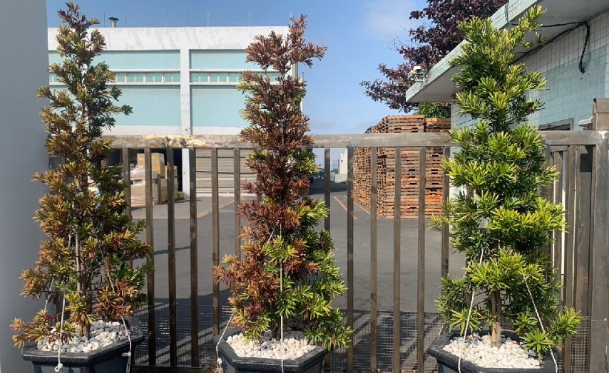 羅漢松葉子枯黃治療