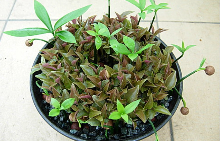 竹柏種子處理方法