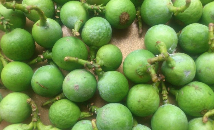 竹柏種子儲存技巧 竹柏種子儲存技巧