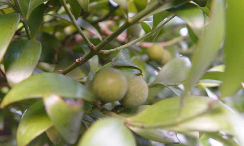 竹柏種子採收時間