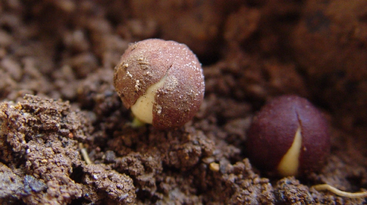 竹柏種子 哪裡買