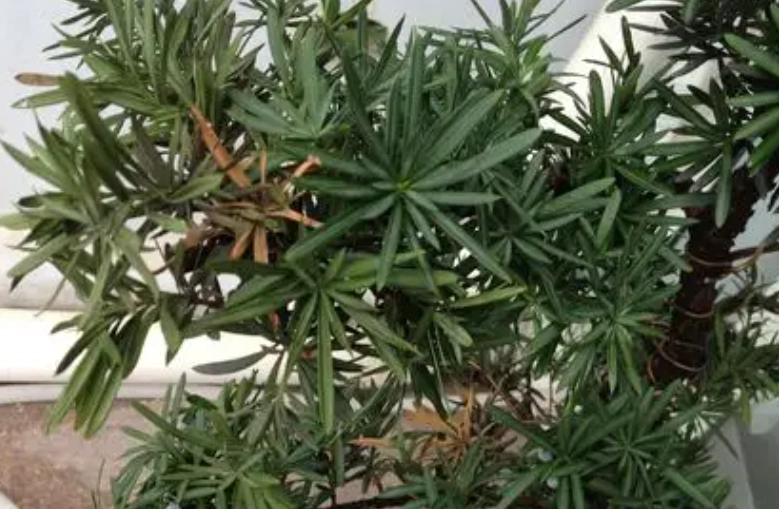 羅漢松病害防治 羅漢松病害防治