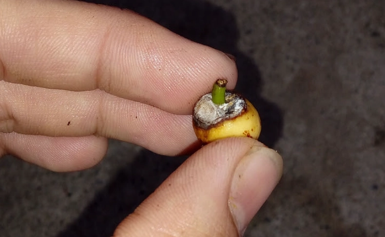 竹柏種子 種植方法