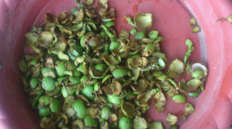 竹柏種子儲存技巧 竹柏種子儲存技巧