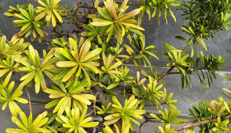 羅漢松養護技巧