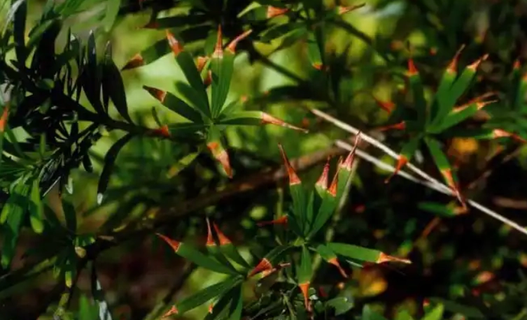 羅漢松枯萎原因