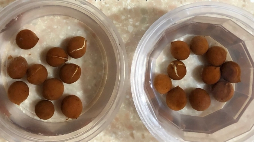 竹柏種子泡水功效