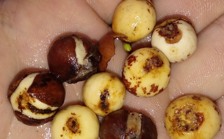 竹柏種子保存方法 竹柏種子保存方法