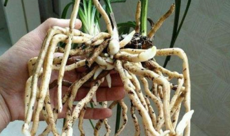 蘭花養根常見問題