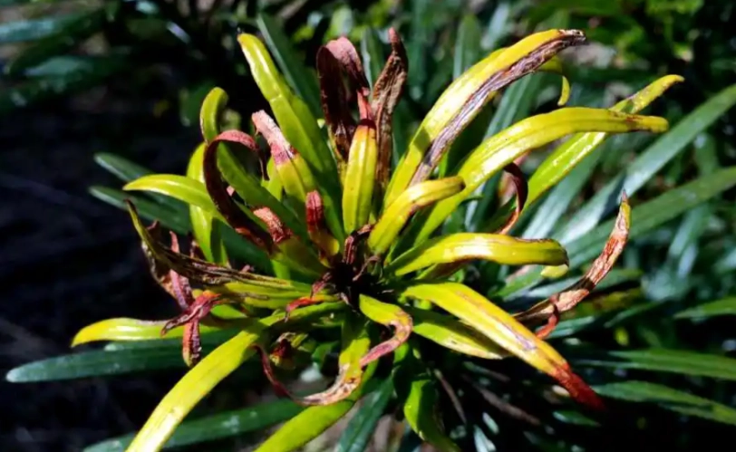 羅漢松葉子變褐色處理