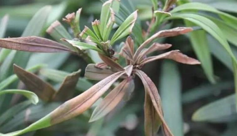 黑斑病症狀 黑斑病症狀