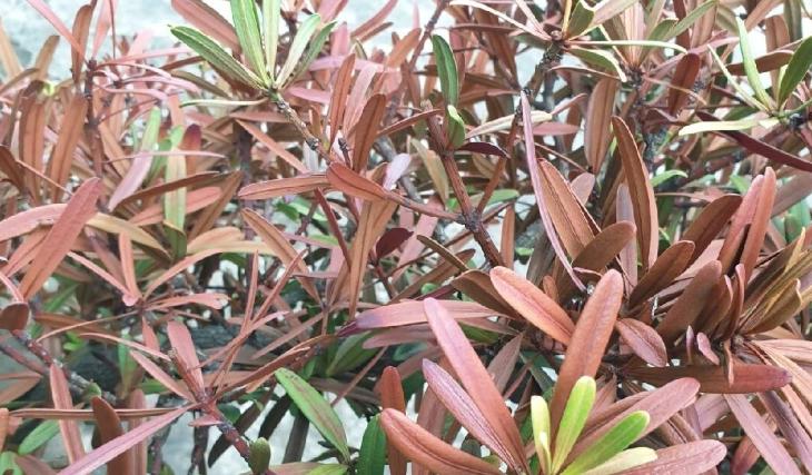 羅漢松葉子變紅原因 羅漢松葉子變紅原因