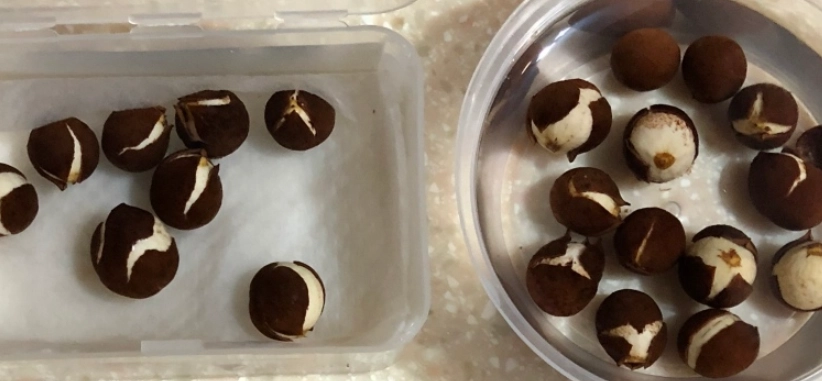 竹柏種子泡水方法