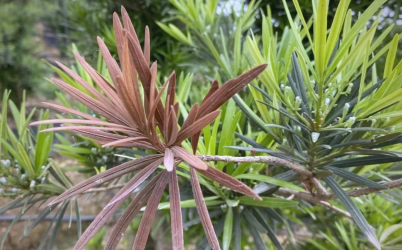 羅漢松葉子變褐色原因