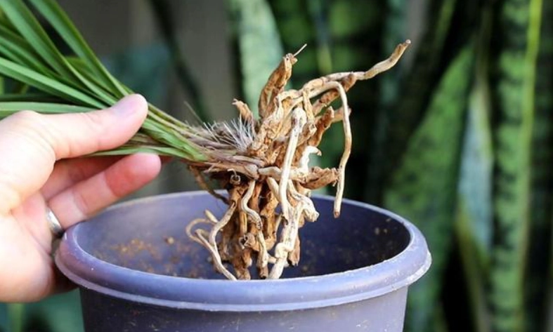 蘭花養根方法