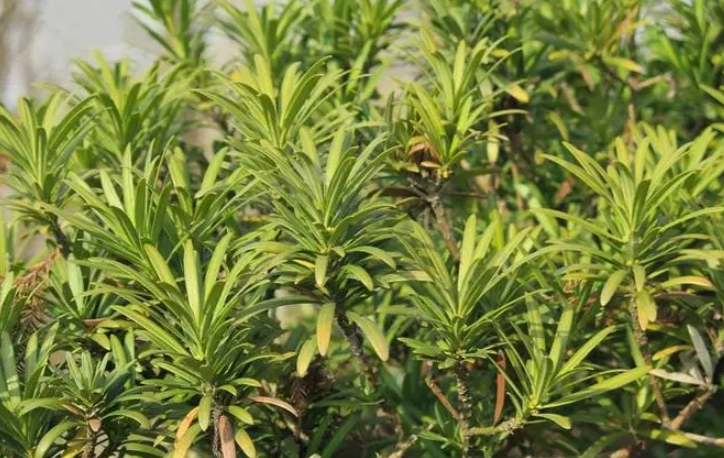 羅漢松葉子枯黃治療