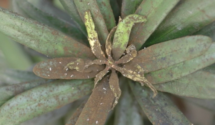 黑斑病症狀 黑斑病症狀