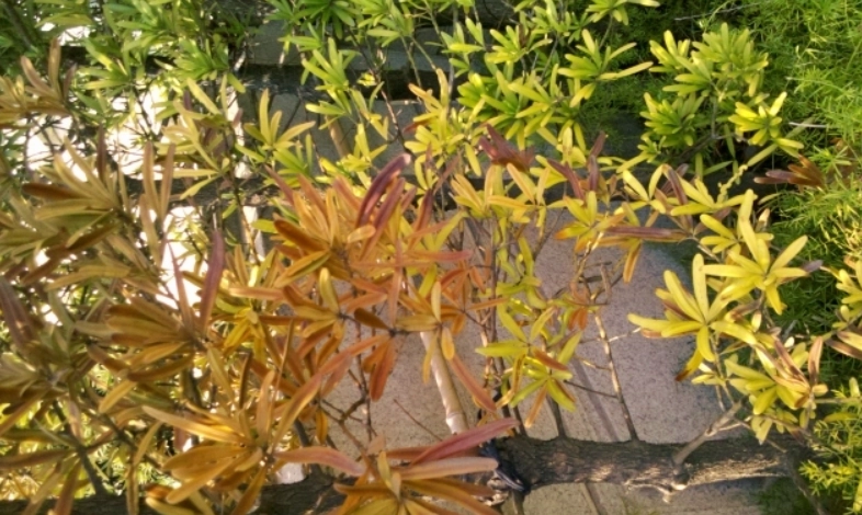 羅漢松葉子變褐色處理