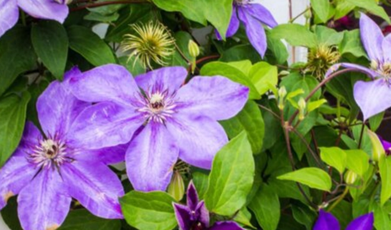 鐵線蓮開花時間