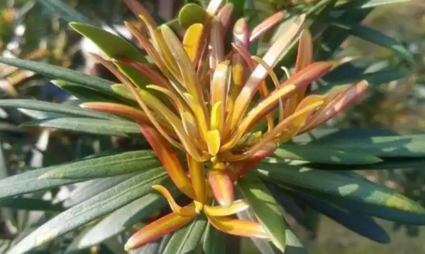 羅漢松變紅原因