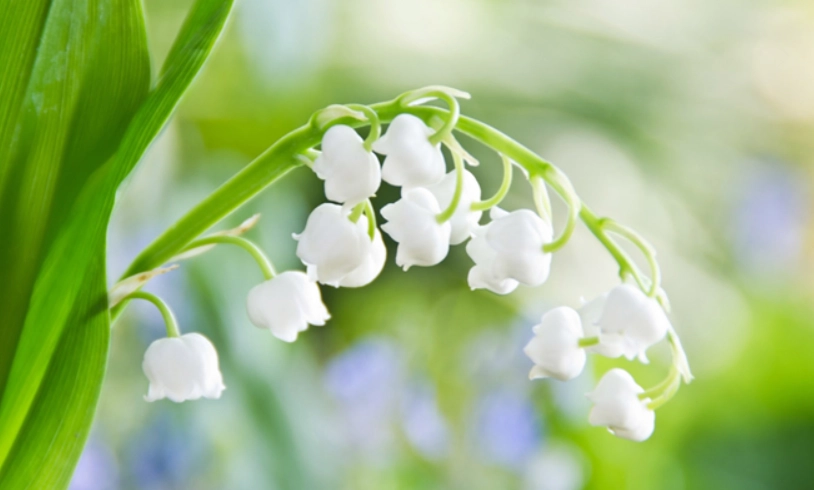 風鈴草花語意思 風鈴草花語意思