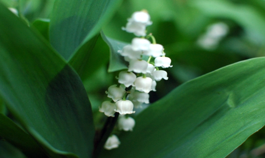 白色風鈴草象徵意義 白色風鈴草象徵意義