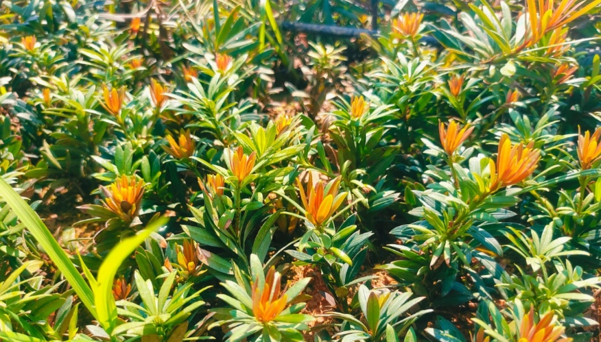 羅漢松病害處理