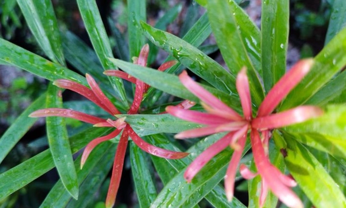 羅漢松病害處理