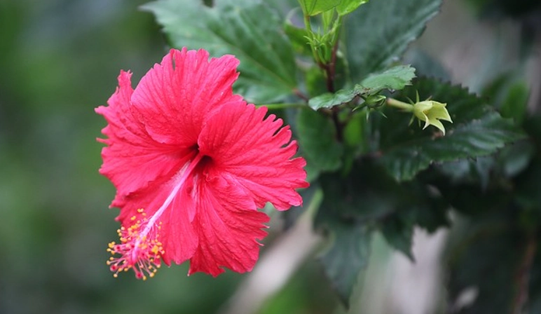 扶桑花顏色選擇