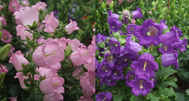 歐洲風鈴花 種植 歐洲風鈴花 種植