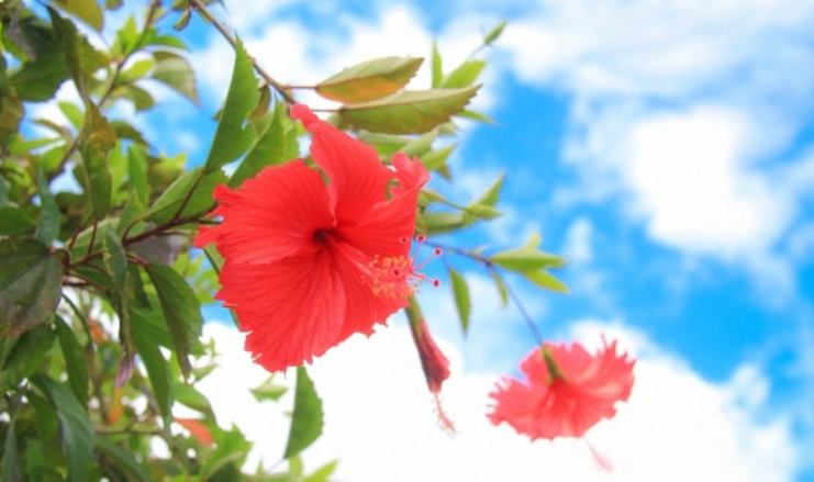 扶桑花顏色種類