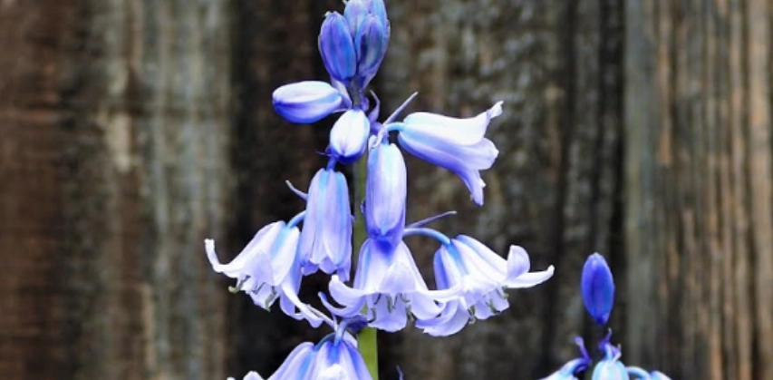 藍色風鈴草種植