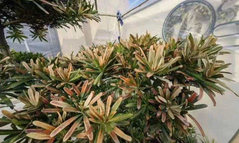 羅漢松葉枯病症狀