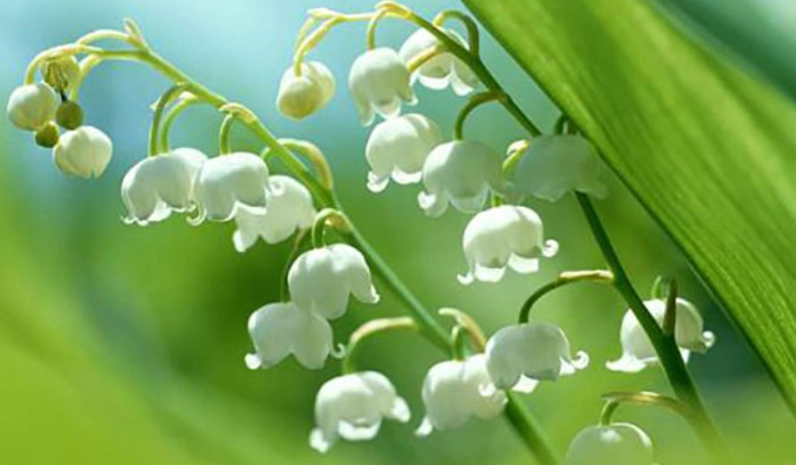 風鈴草花語意思 風鈴草花語意思